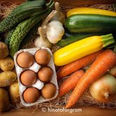 丹波篠山のたまごと初夏野菜10種セット